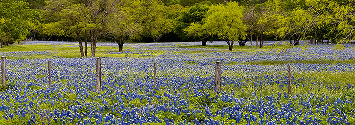 Hill Country Bluebonnets Panorama, TX